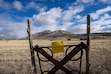 (Rick Egan | The Salt Lake Tribune) Cattle graze on land about 10 miles away from Spiral Jetty and the shore of the Great Salt Lake on Tuesday, Jan 14, 2025.