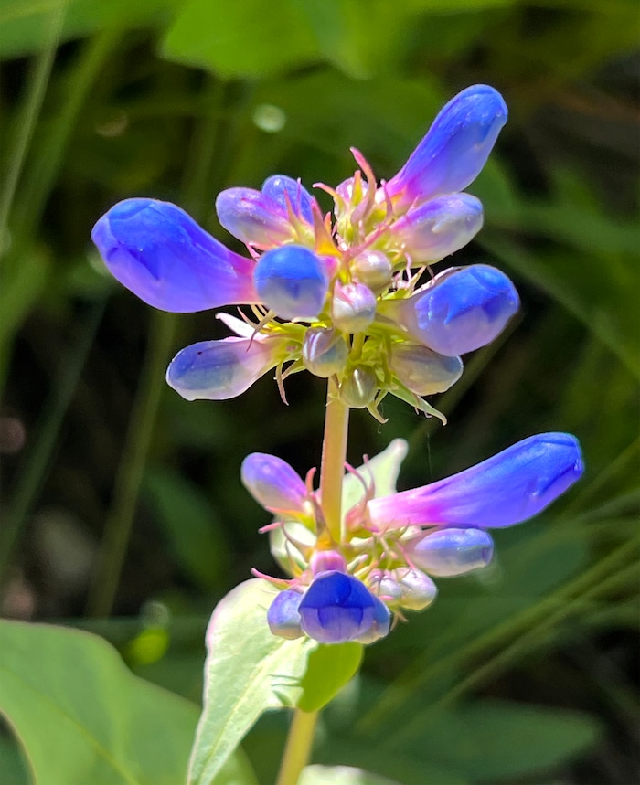 (Rick Egan | The Salt Lake Tribune) Wildflowers on the trail to Cecret Lake, in Little Cottonwood Canyon, on Wednesday, July 12, 2023.
