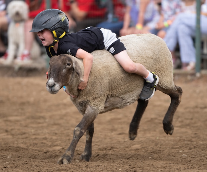 (Rick Egan | The Salt Lake Tribune) Porter Kletto rides a sheep in the Mutton Bustin' competition during the Liberty Days Celebration in Liberty, Utah, on Tuesday, July 4, 2023.  