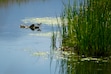 (Bethany Baker | The Salt Lake Tribune) A bird stands on a rock in the Great Salt Lake Shorelands Preserve near Layton on Wednesday, June 12, 2024. Avian flu has affected wild birds in 19 Utah counties, according to the Division of Wildlife Resources.