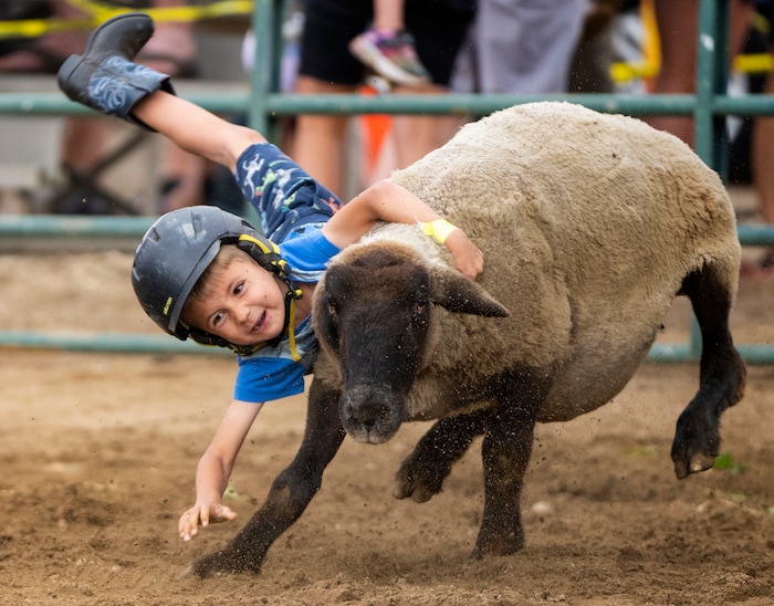 (Rick Egan | The Salt Lake Tribune) Samuel Bishop, 4, rides a sheep in the Mutton Bustin' competition during the Liberty Days Celebration in Liberty, Utah, on Tuesday, July 4, 2023.  