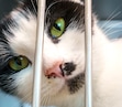 (Leah Hogsten | The Salt Lake Tribune) A cat up for adoption at the North Utah Valley Animal Shelter in 2022.  A new bill could free up space at local animal shelters by allowing pets in abuse cases to be rehomed sooner.