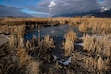 (Rick Egan | The Salt Lake Tribune) The Bear River Migratory Bird Refuge, on Tuesday, Jan 14, 2025. A new bill would authorize Utah's water agent to work with neighboring states to get water from the Colorado and Bear rivers. 

