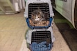 (Best Friends Animal Society) More than 30 cats and dogs were transported to a Utah sanctuary to make room at Kanab's Best Friends Animal Society for pets displaced from Los Angeles fires. Roughly 40 more animals were expected to arrive in Utah on Saturday.