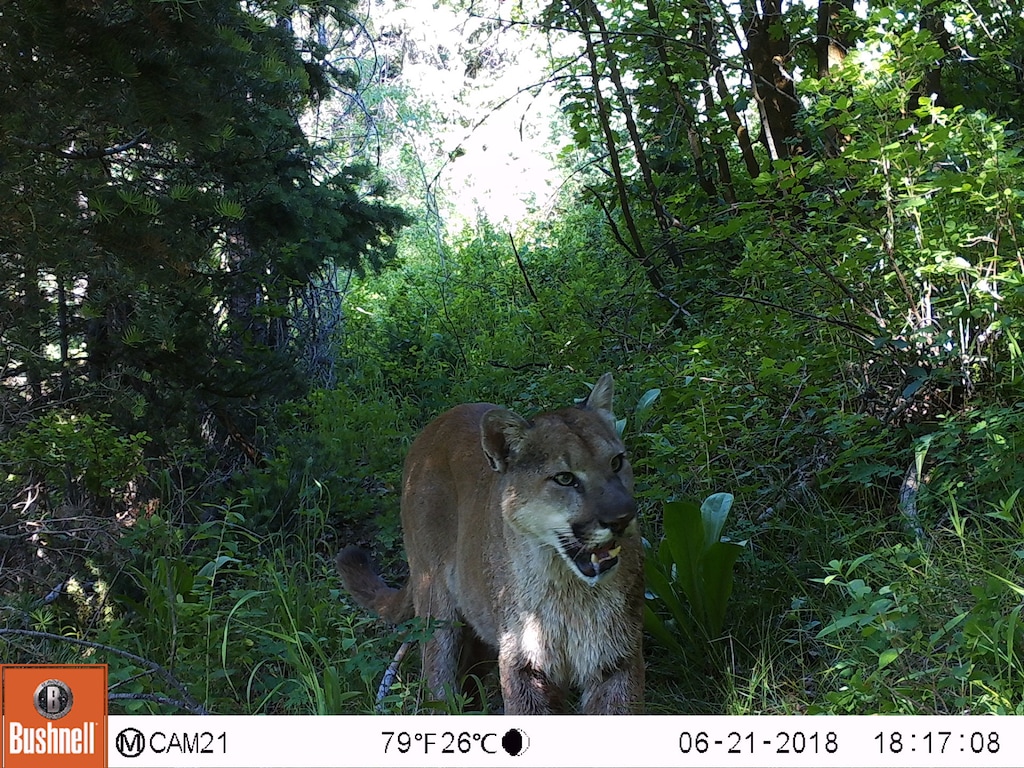 Killing of cougar in Utah mountain town prompts debate