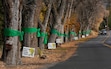 (Francisco Kjolseth | The Salt Lake Tribune) The century-old ash trees that line Logan's Canyon Road are pictured on Wednesday, Nov. 13, 2024.