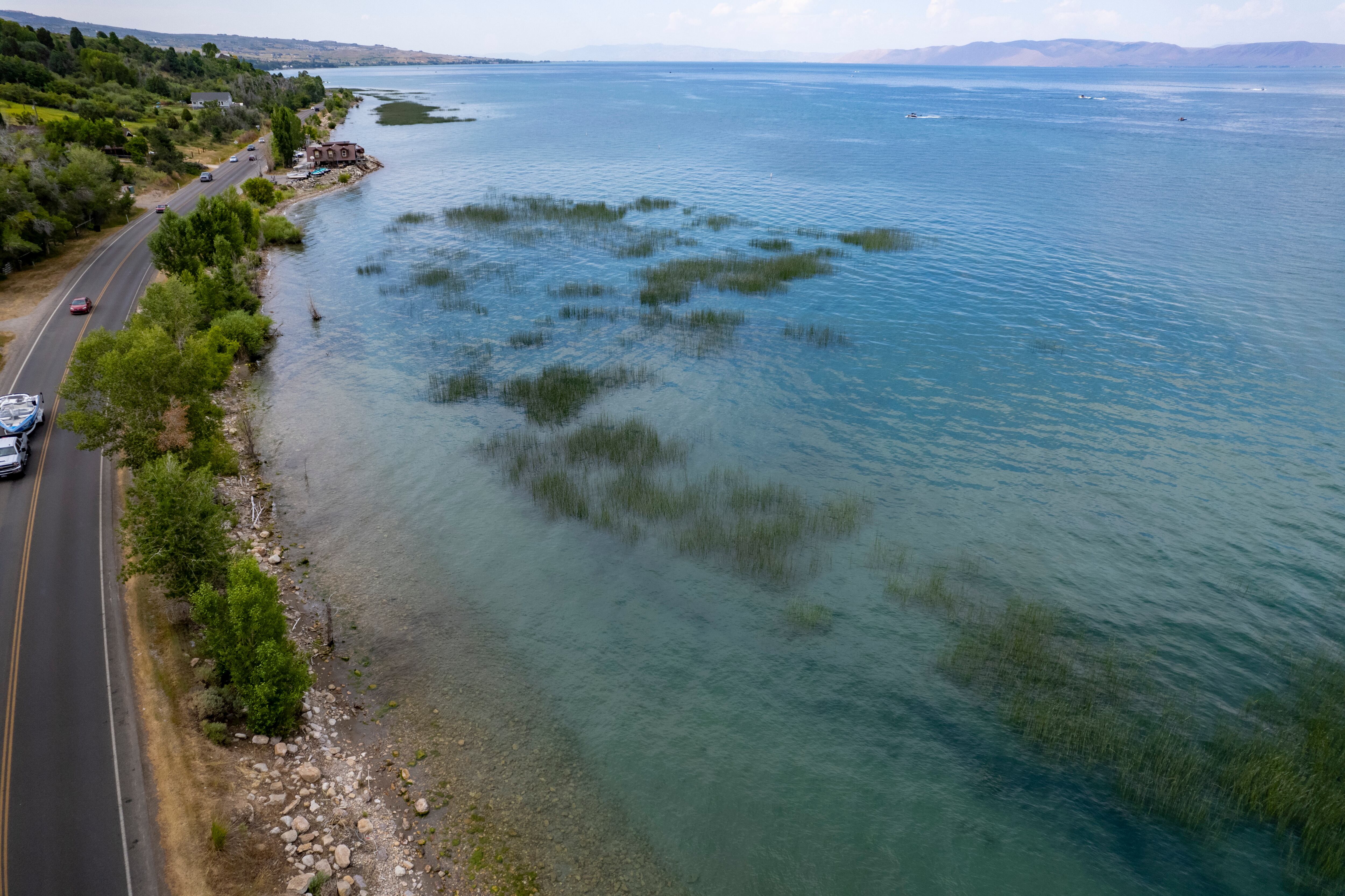 (Rick Egan | The Salt Lake Tribune) Vegetation growing near the edge of Bear Lake.