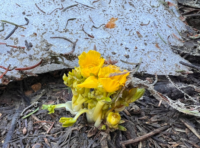 (Rick Egan | The Salt Lake Tribune) The spearleaf Wildflower breaks through the snowy ground near Cecret Lake, in Little Cottonwood Canyon, on Wednesday, July 12, 2023.
