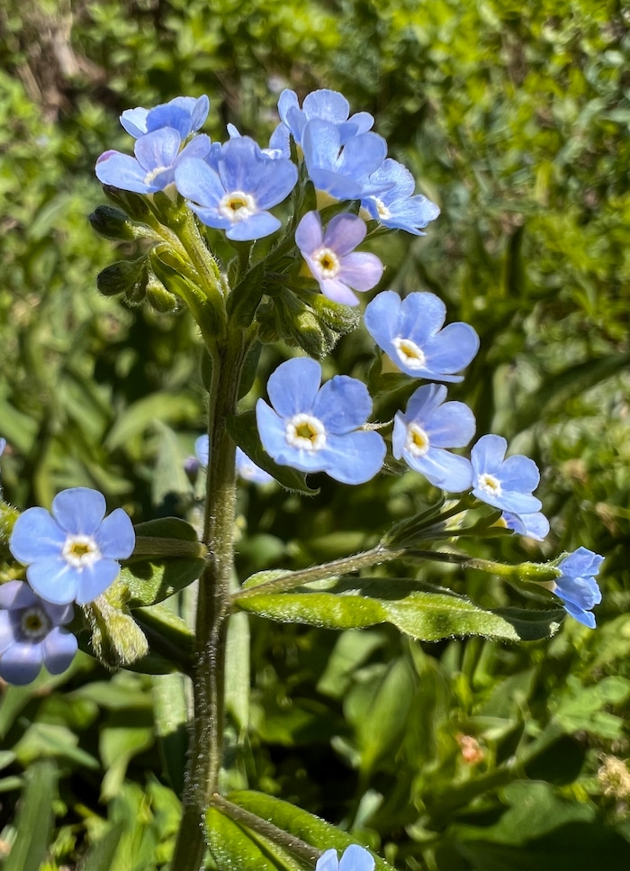 (Rick Egan | The Salt Lake Tribune) Wildflowers on the trail to Cecret Lake, in Little Cottonwood Canyon, on Wednesday, July 12, 2023.
