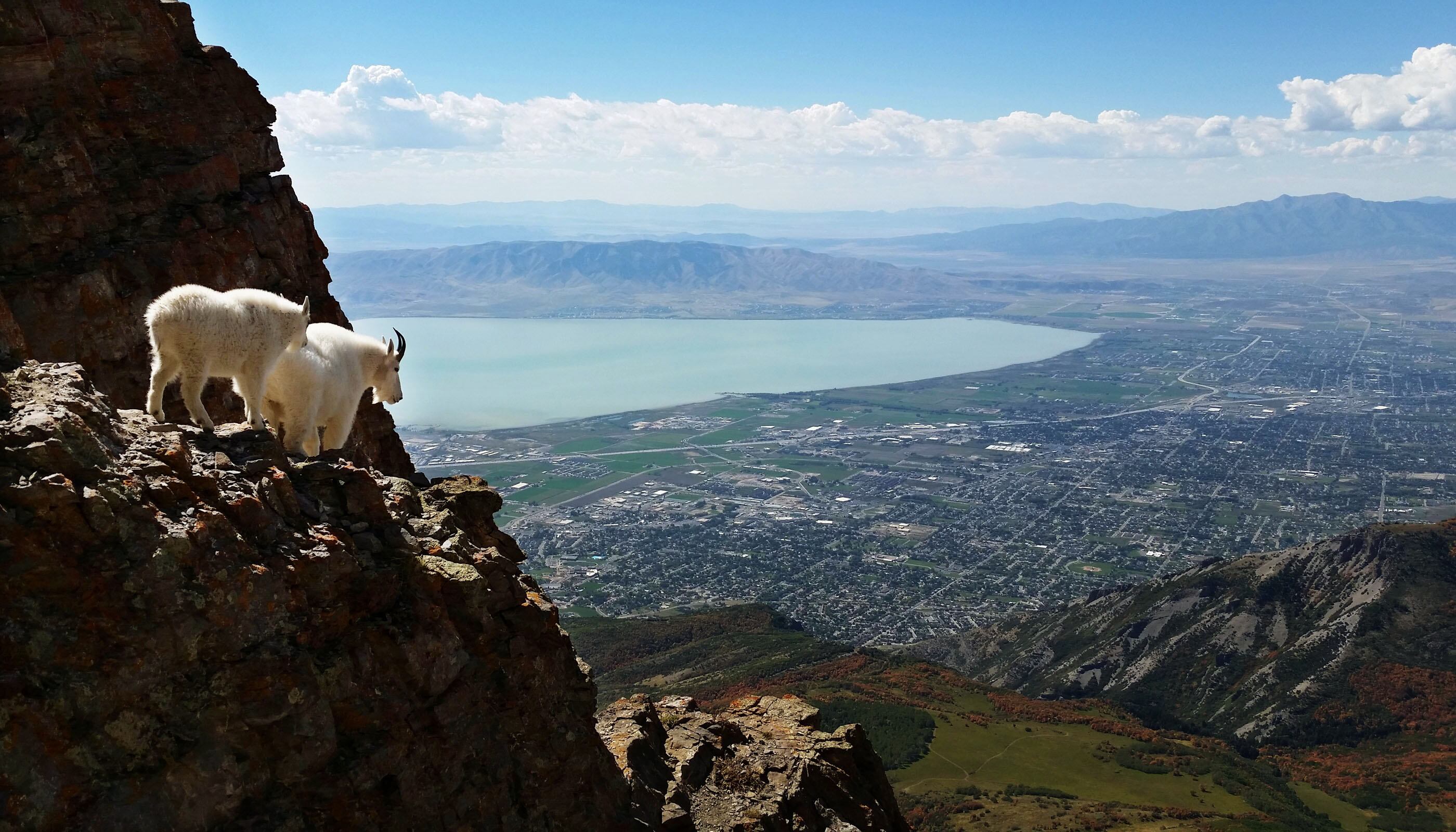 (Lennie Mahler | The Salt Lake Tribune ) Mountain goats navigate rocky terrain near the summit of Mount Timpanogos in Provo in Sept. 2014.