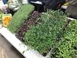 (Kolbie Peterson | The Salt Lake Tribune) Microgreens are shown for sale at the Urban Prairie Agriculture booth at the winter Downtown Farmers Market on Saturday, Nov. 9. 2024.