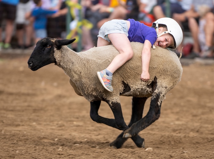 (Rick Egan | The Salt Lake Tribune) Lindsay Knight, 3, rides a sheep in the Mutton Bustin' competition during the Liberty Days Celebration in Liberty, Utah, on Tuesday, July 4, 2023.  