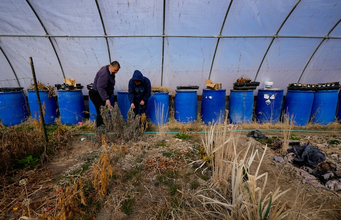 (Francisco Kjolseth  |  The Salt Lake Tribune) Blue barrels filled with water help regulate temperature in the winter and summer months in the greenhouse belonging to Jenny Jones at Riverbed Ranch, a remote self reliant community two hours outside of Salt Lake City, pictured Saturday, February. 17, 2024.