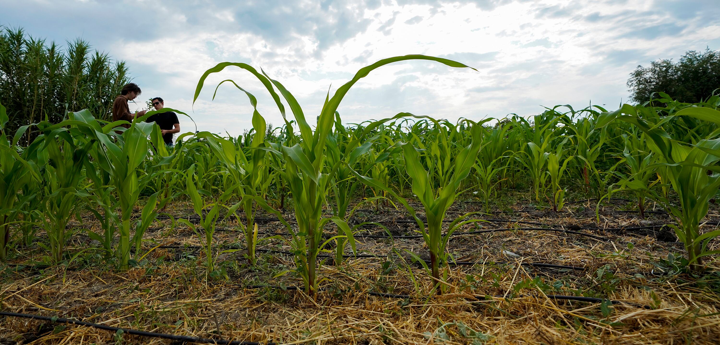 (Chris Samuels | The Salt Lake Tribune) Maize stalks in a garden plot run by Proyecto Xilonen in Salt Lake City on Tuesday, July 23, 2024.