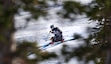 (Leah Hogsten | The Salt Lake Tribune) Early powder enthusiasts ski at Snowbasin Resort, Nov. 21, 2022. Snowbasin appeared among the top 3 resorts in Ski Magazine's Best of the West readers poll rankings for the second straight season.