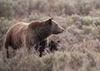 (C. Adams | Grand Teton National Park, via The New York Times) A grizzly bear known as 399 in 2021.