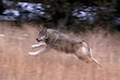 (Jerry Neal | Colorado Parks and Wildlife) A wolf is pictured after it was released in western Colorado in December 2023. A recent audit found that a contract between the Utah Division of Wildlife Resources and anti-wolf group Big Game Forever raised questions about spending that “remain unanswered."