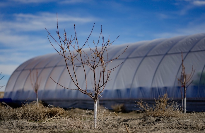 (Francisco Kjolseth  |  The Salt Lake Tribune) New fruit trees begin their growth, pictured on Saturday, Feb. 17, 2024, at Riverbed Ranch where members have been creating their plan towards self-reliance on 2-acre plots of land in the western Utah desert. 