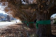 (Clarissa Casper  |  The Salt Lake Tribune) Century-old London plane trees line 100 East in Providence, with green ribbons placed by neighbors who are campaigning to save the trees from a proposed sidewalk redevelopment project.