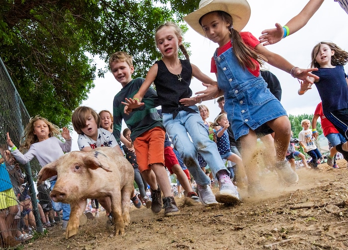 (Rick Egan | The Salt Lake Tribune) Kids race for the pig, during the Pig Chase during he Liberty Days Celebration in Liberty, Utah, on Tuesday, July 4, 2023. Then winner gets to take the pig home. 
