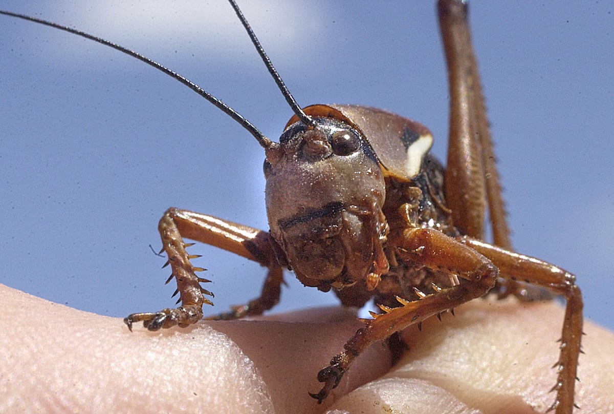 Rename the Mormon cricket? Utah lawmaker says it’s time.