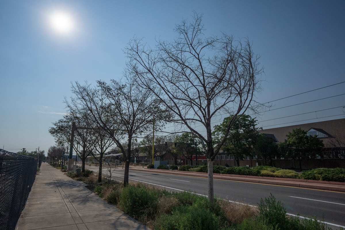 Salt Lake City kills about 200 trees along North Temple