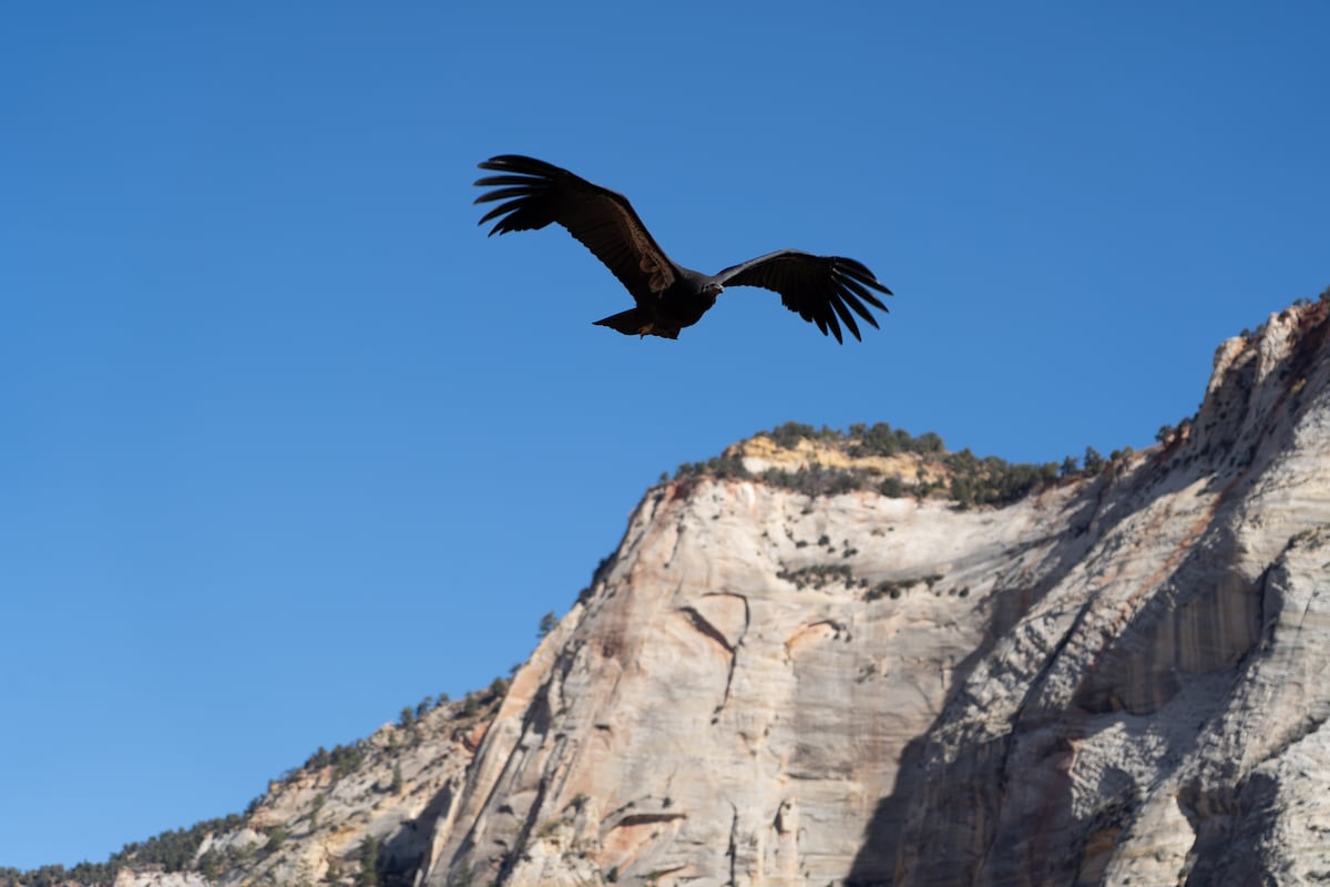 Only wild condor in Zion National Park survives near-death experience