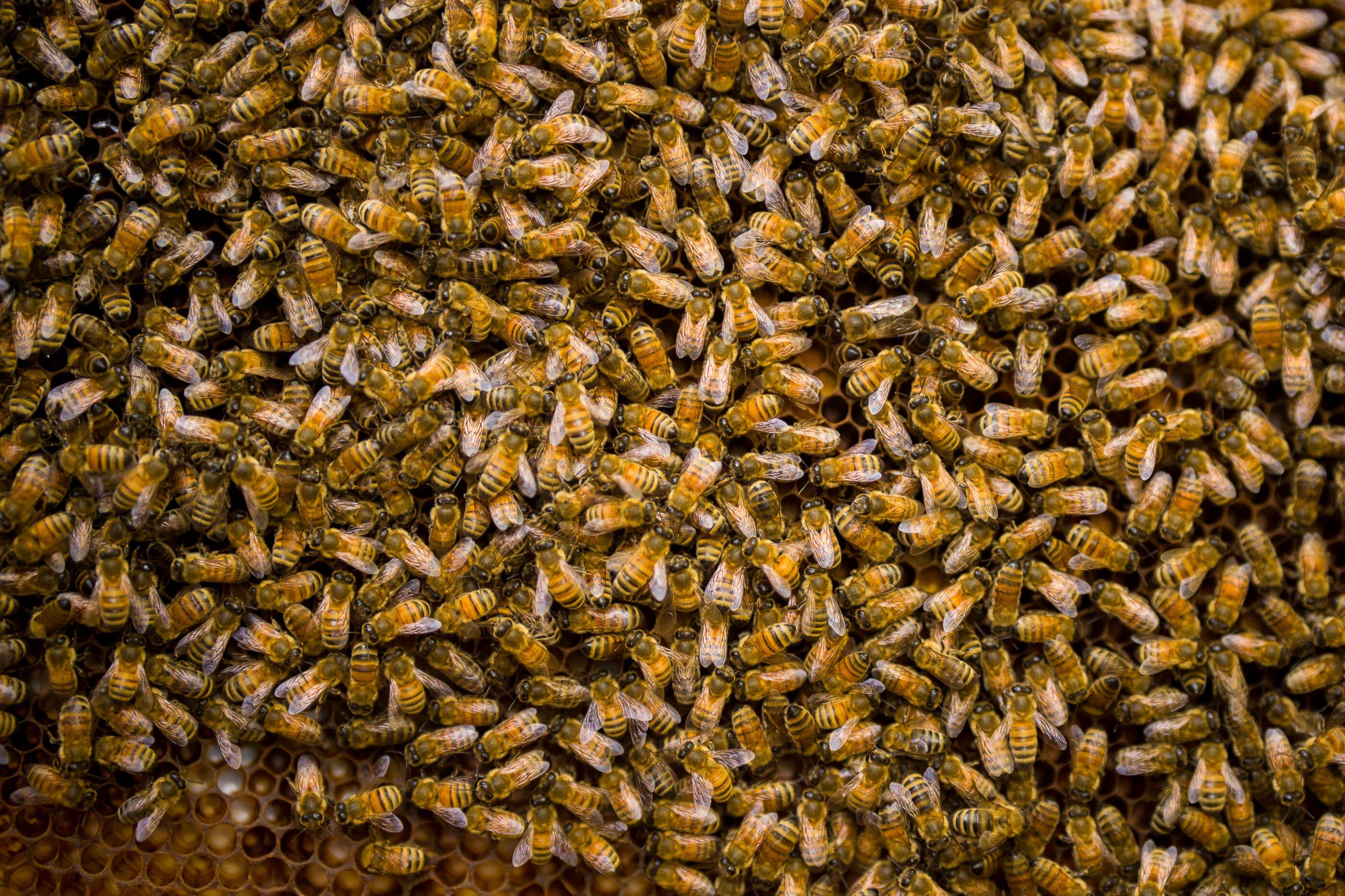 Bees to buzz in Salt Lake City for at least another decade