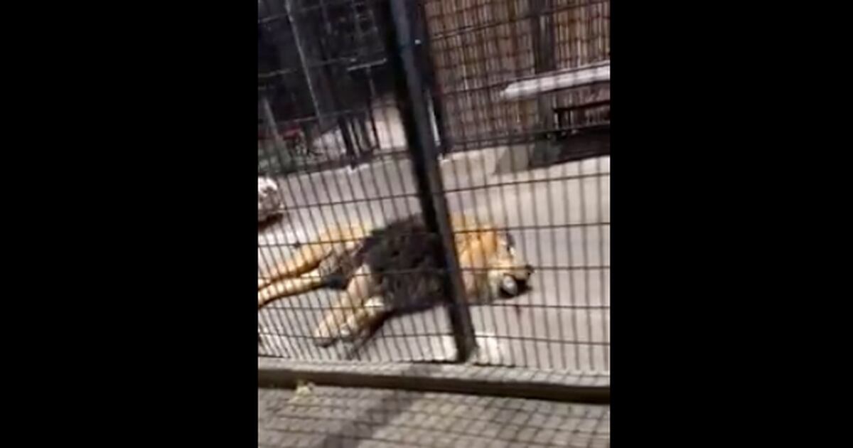 Lagoon denies lion neglect claims after popular video