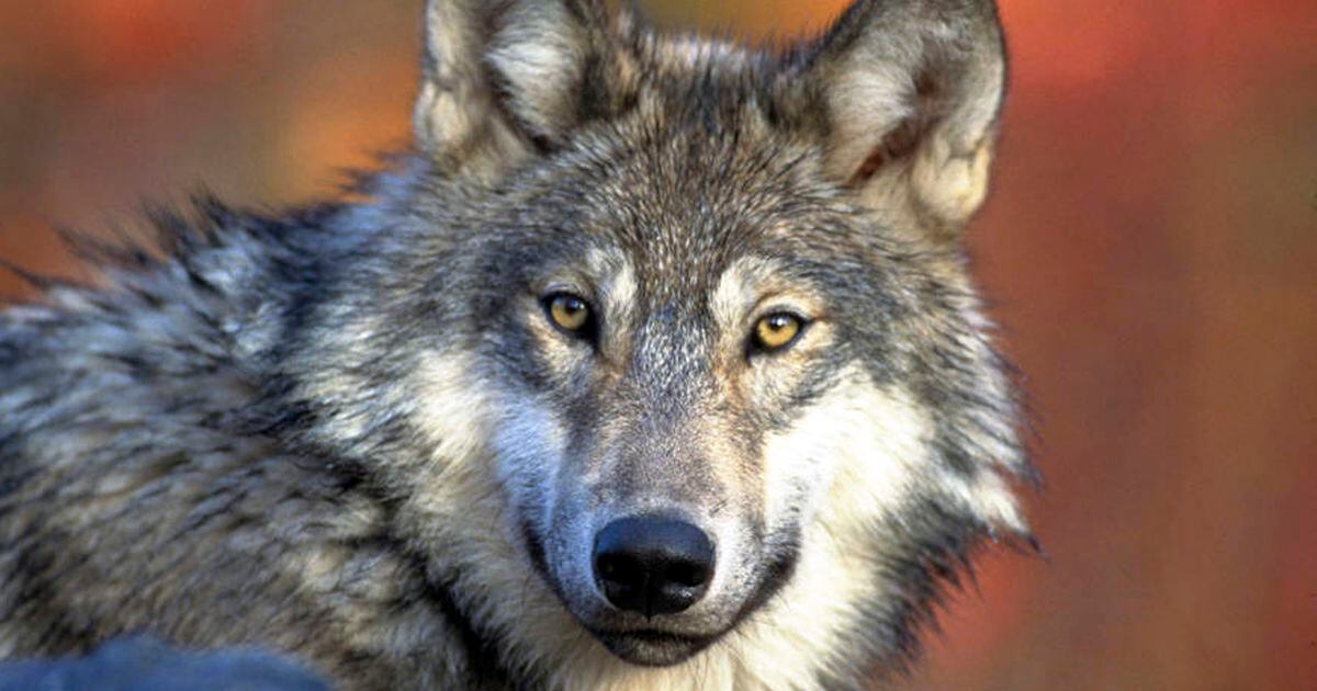 Wildlife Officials Find Evidence Of Wolves In Colorado