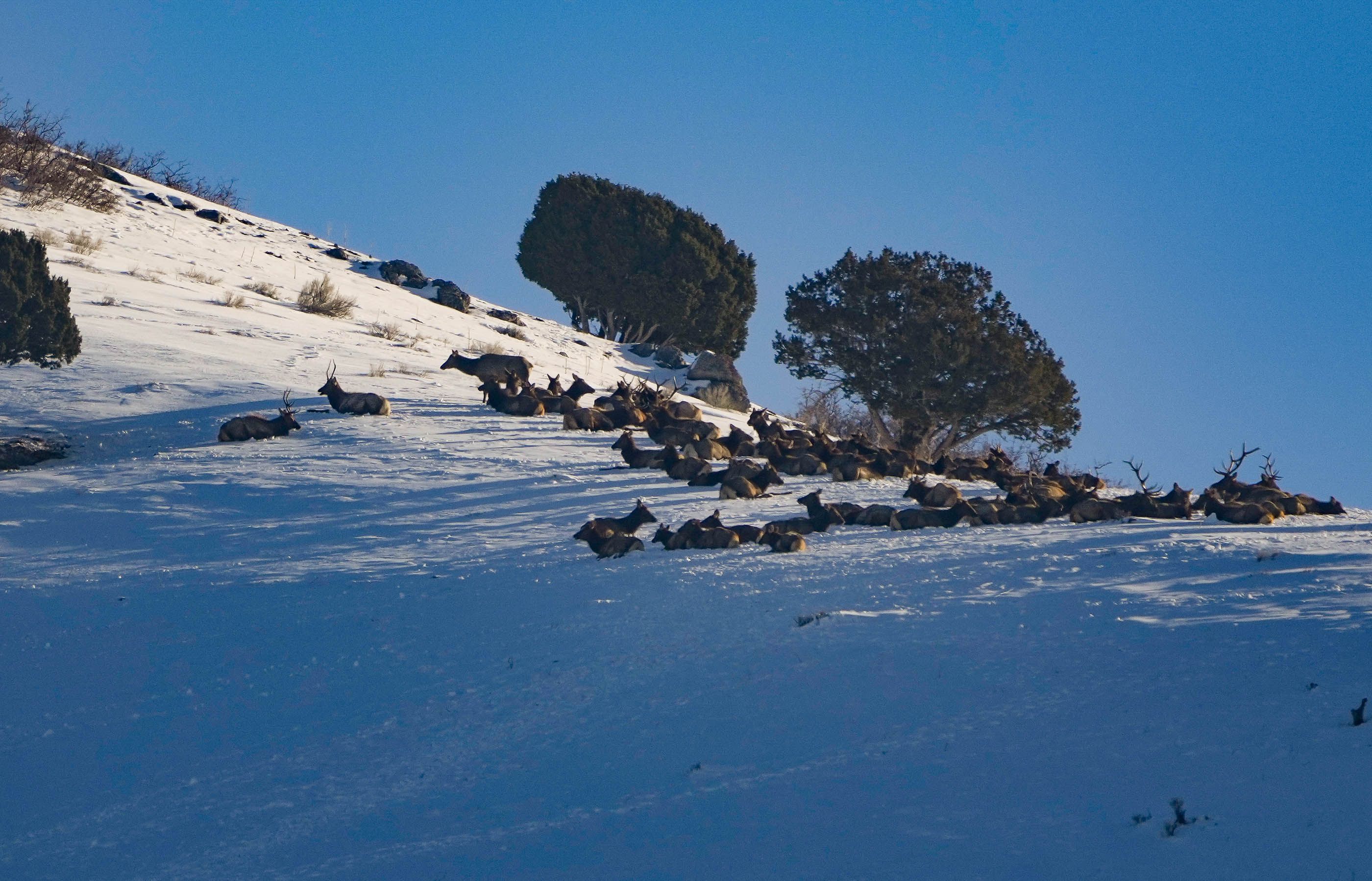 DWR shuts down antler gathering to protect Utah's big game