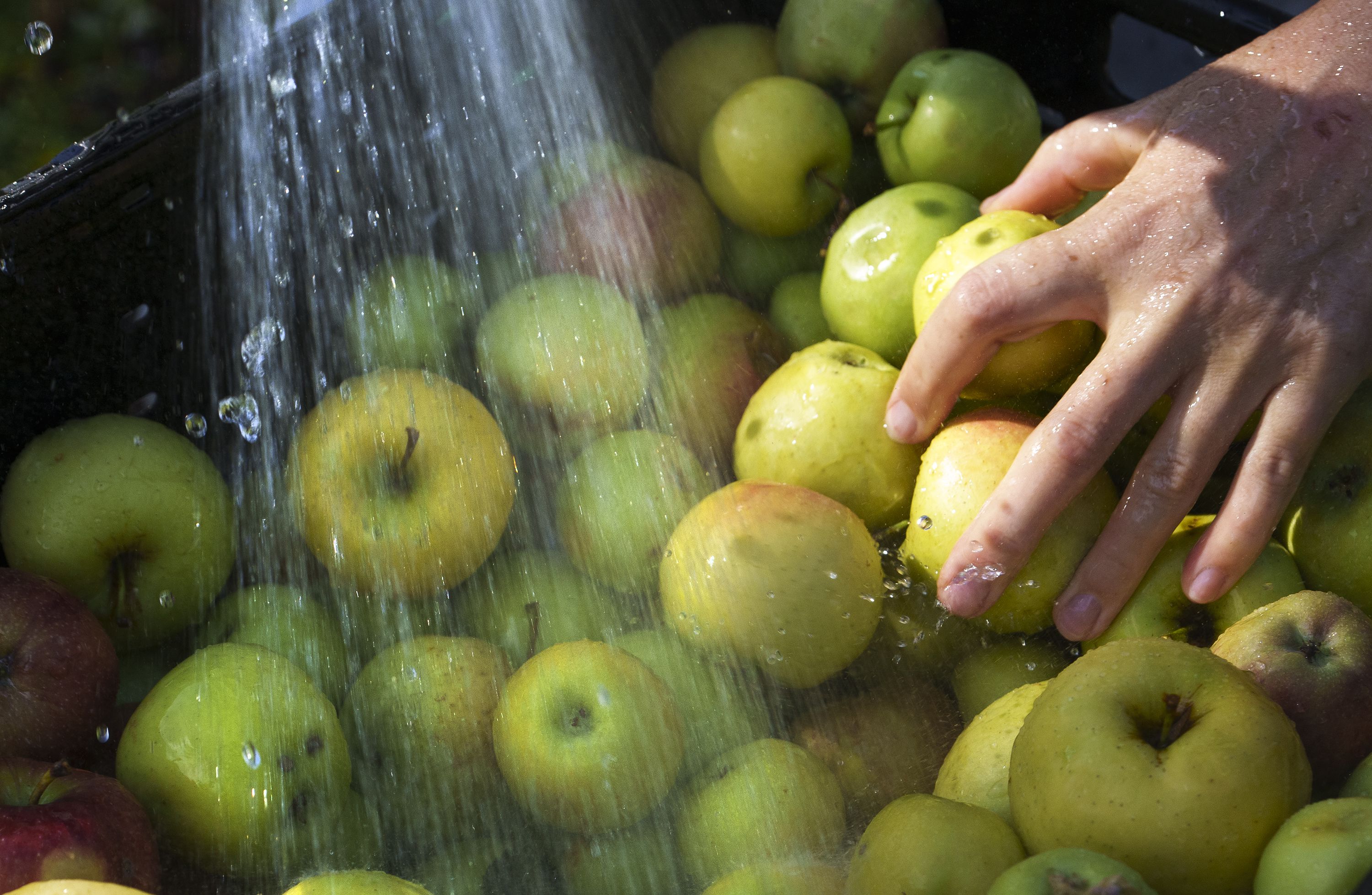 Apple - Granny Smith - tasting notes, identification, reviews