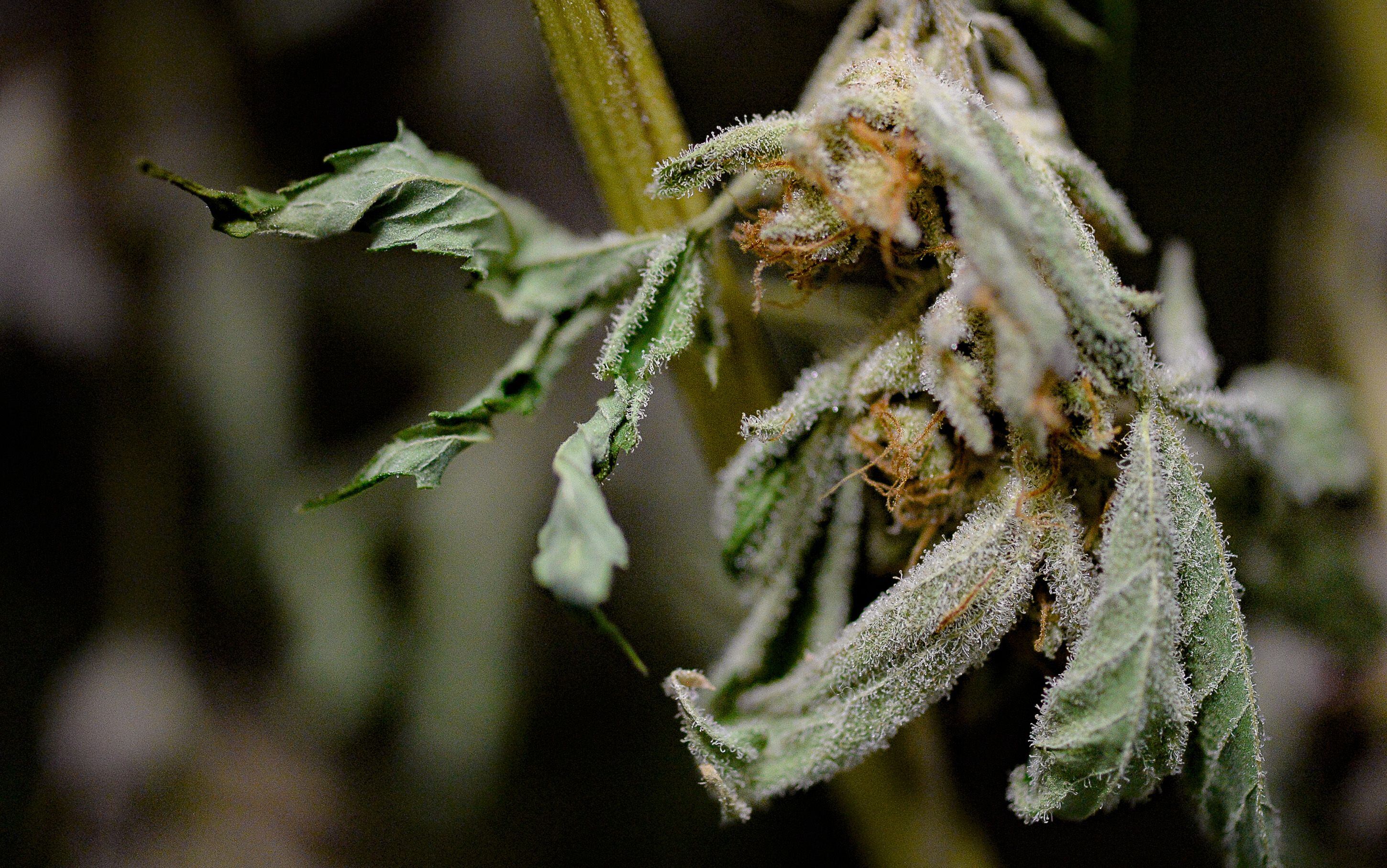 (Francisco Kjolseth | The Salt Lake Tribune) Mature cannabis plants are dried at Tryke, a new cannabis farm in Tooele, on Thursday, Jan. 30, 2020.