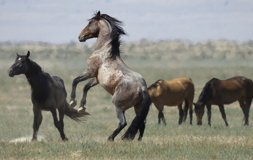 Wild Horse and Burro  Bureau of Land Management