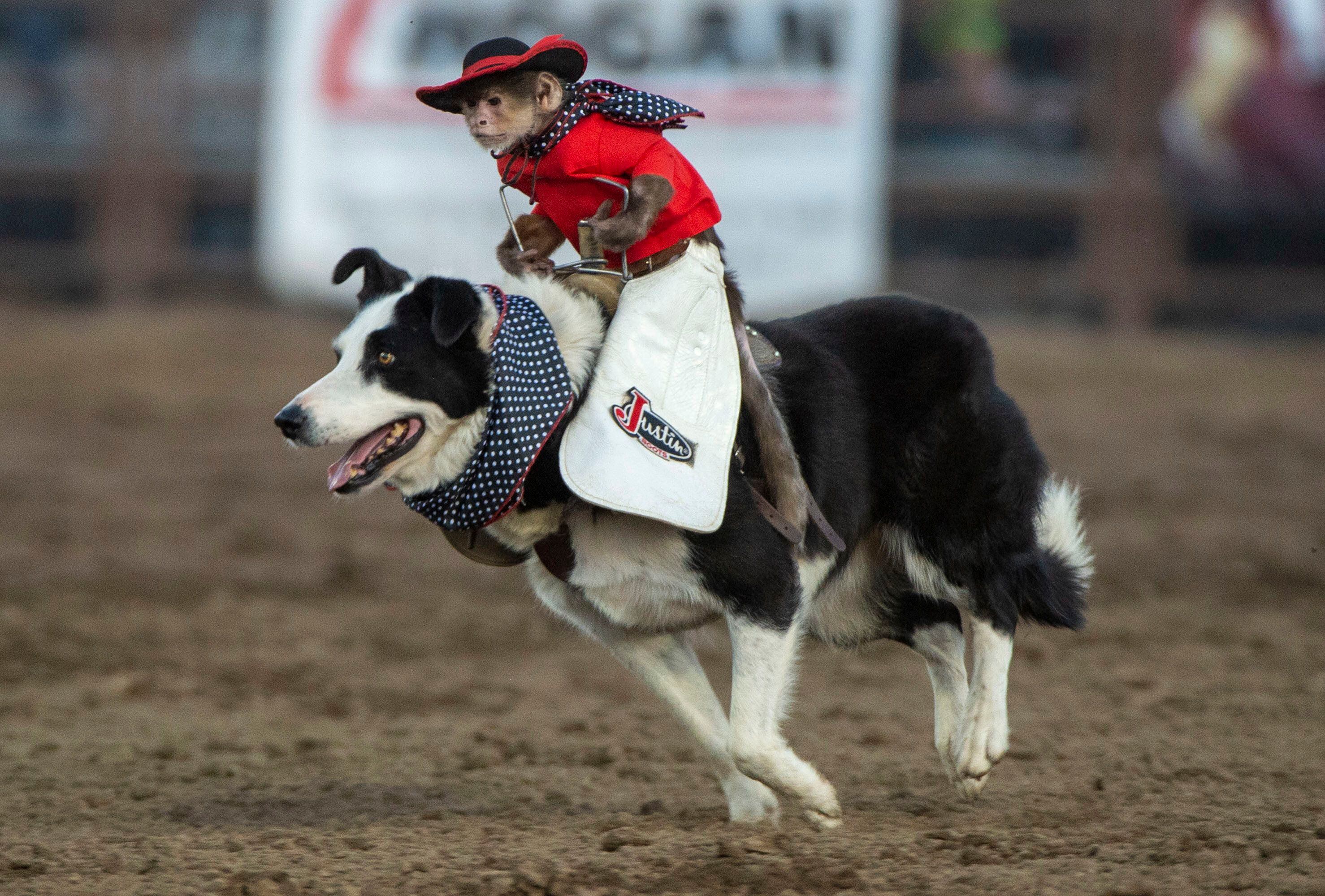 (Rick Egan | The Salt Lake Tribune) Whiplash the cowboy monkey rounds up sheep at the West Jordan Western Stampede Rodeo, Saturday, July 6, 2019.