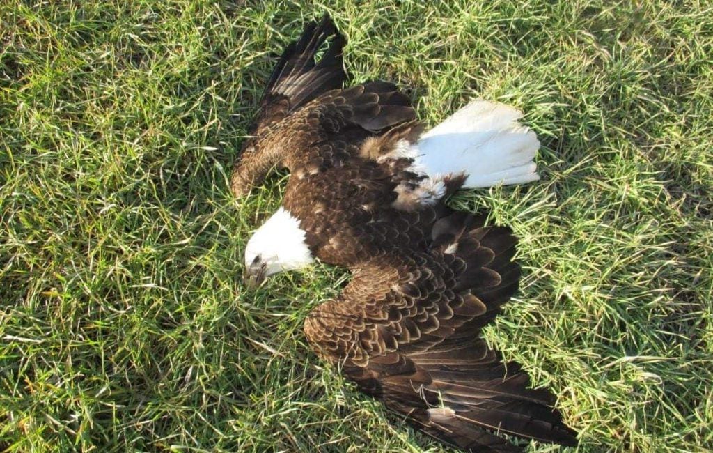 Thirteen bald eagles were found dead in a field. This is what killed them.